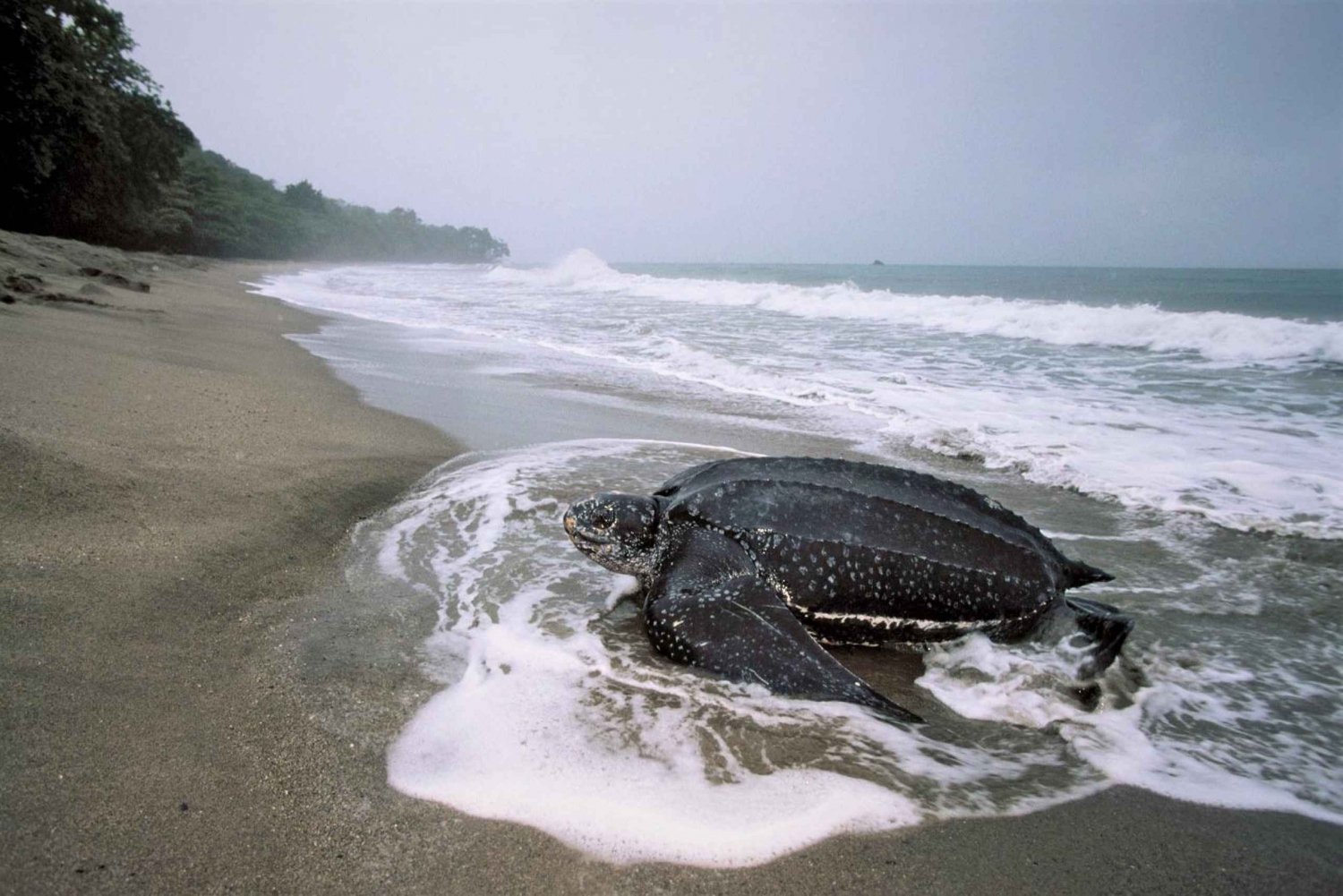 Matura-Beach-Turtle-Watching