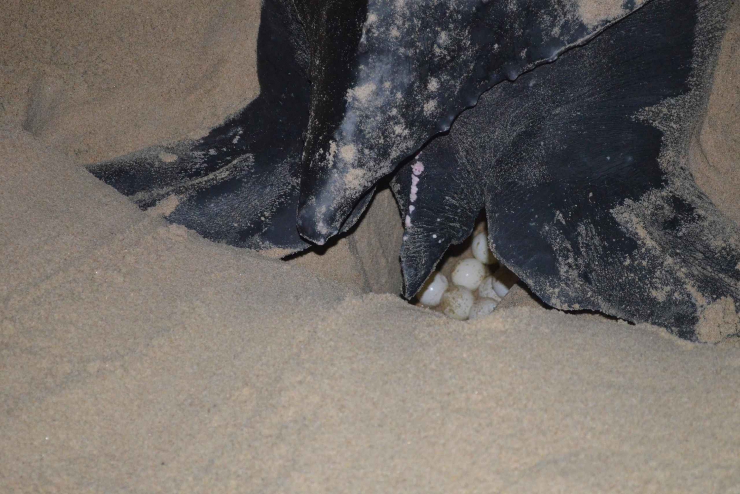 Port of Spain: Matura Beach Turtle Migration Observation