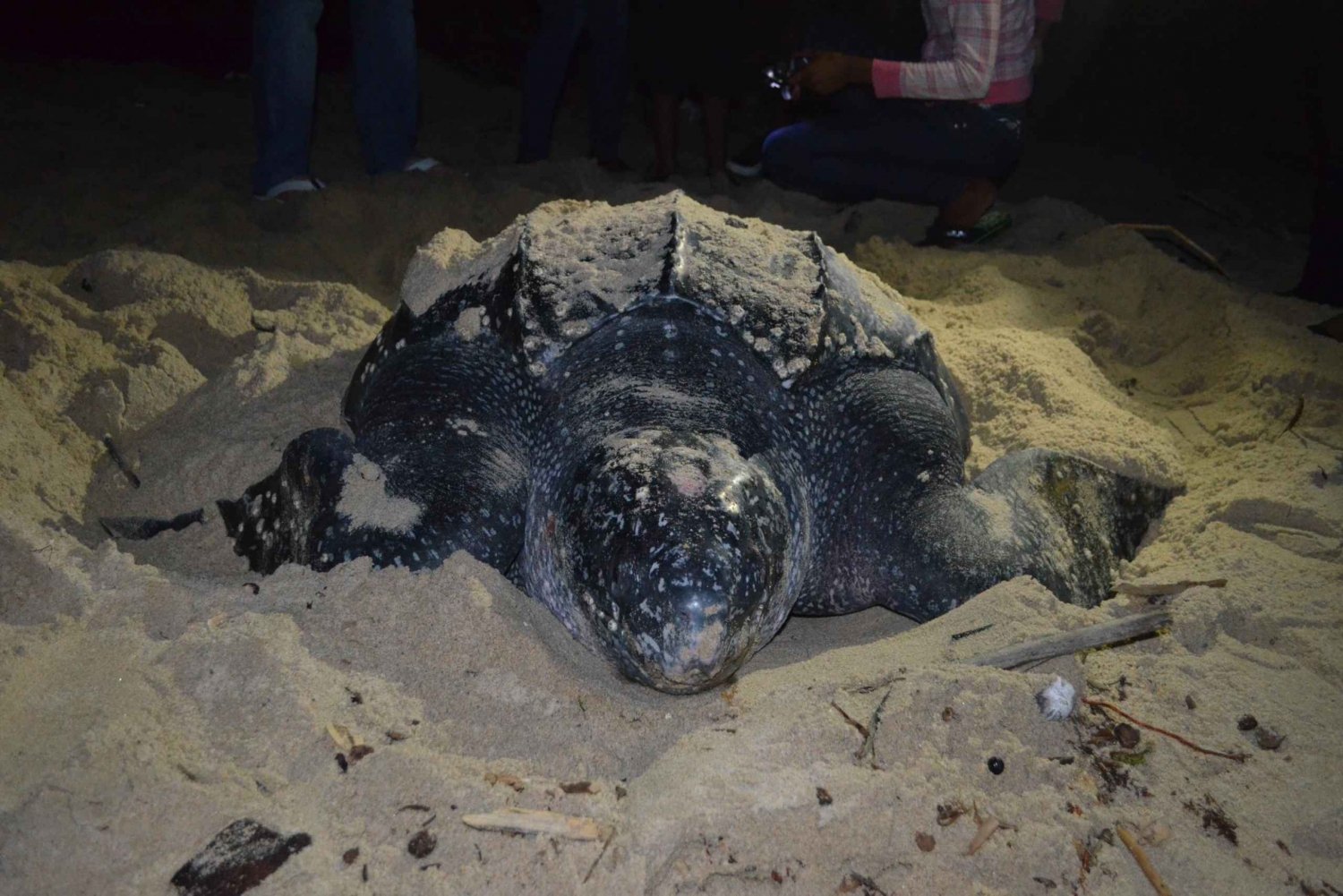 Port of Spain: Matura Beach Turtle Migration Observation