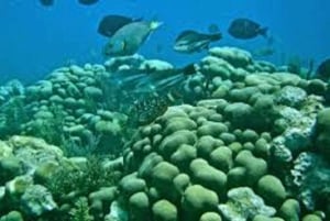 Tobago: Excursão aos recifes de Buccoo