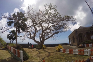 Tobago : Visite guidée d'une demi-journée