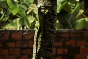 Tobago: Highlights & Tropical Garden with Hummingbirds