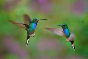 Tobago: Highlights & Tropical Garden with Hummingbirds