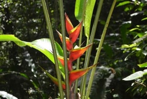 Tobago: Highlights & Tropical Garden with Hummingbirds