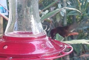 Tobago: Hummingbird Tour