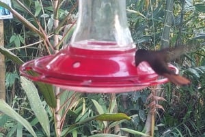 Tobago: Hummingbird Tour