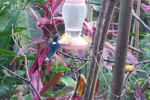 Tobago: Hummingbird Tour