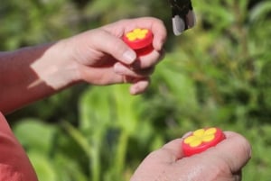 Tobago: Hummingbird Tour