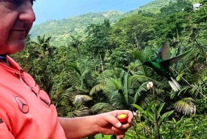 Tobago: Hummingbird Tour