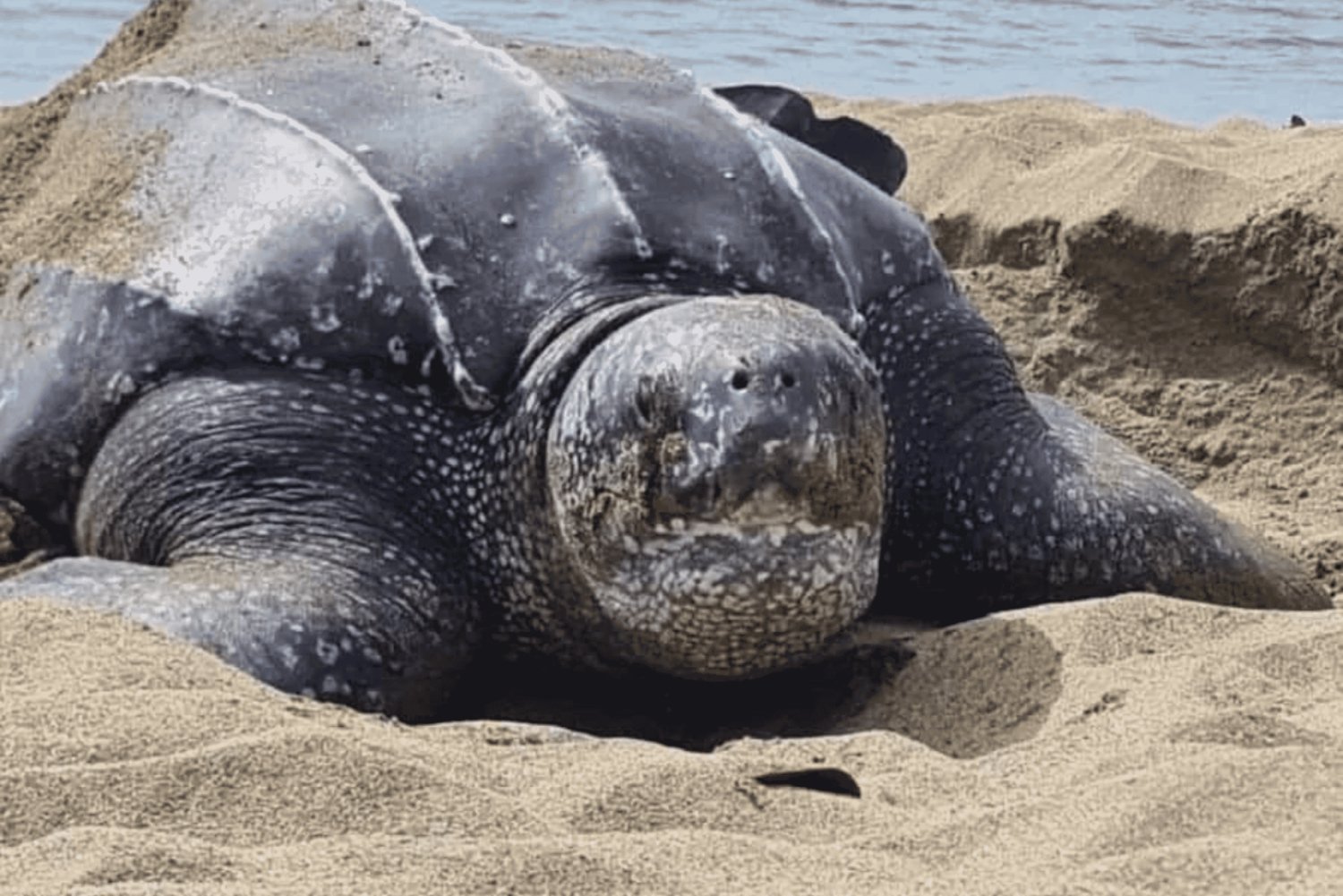 Tobago: Leatherback Turtle Nesting Tour with Pickup