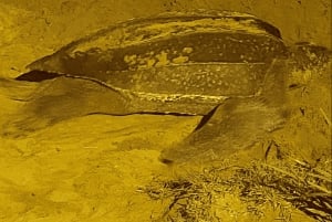 Tobago: Leatherback Turtle Nesting Tour with Pickup
