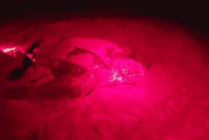 Tobago: Leatherback Turtle Nesting Tour with Pickup