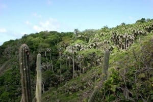 Tobago: Little Tobago Bird Sanctuary Visit and Boat Tour