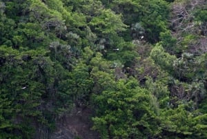 Tobago: Little Tobago Bird Sanctuary Visit and Boat Tour