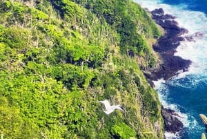 Tobago: Little Tobago Bird Sanctuary Visit and Boat Tour