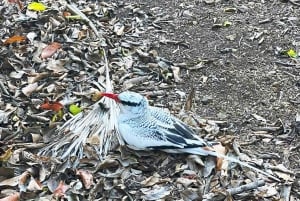 Tobago: Little Tobago Bird Sanctuary Visit and Boat Tour