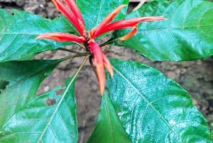 Tobago: Little Tobago Bird Sanctuary Visit and Boat Tour