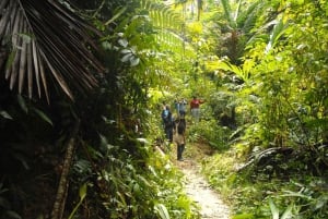 Tobago: Rainforest Tour