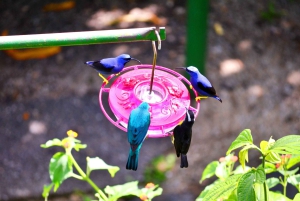 Trinidad: Asa Wright Nature Centre Bird Sanctuary Experience