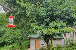 Trinidad: Asa Wright Nature Centre Bird Sanctuary Experience