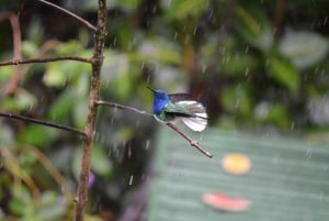 Trinidad: Asa Wright Nature Centre Bird Sanctuary Experience