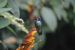 Trinidad: Asa Wright Nature Centre Bird Sanctuary Experience