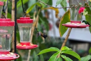 Trinidad: Birding Day Tour with Yerette and Caroni