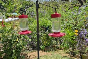 Trinidad: Birding Day Tour with Yerette and Caroni