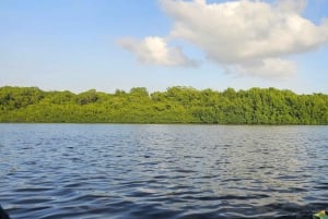 Trinidad: Birding Day Tour with Yerette and Caroni