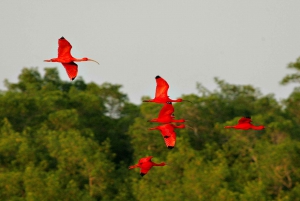 Trinidad: Combination - City Tour, Maracas Bay, Caroni Swamp