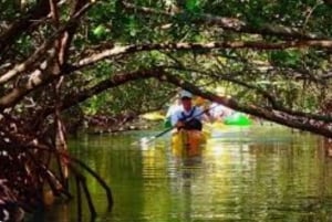 Trinidad: Kayaking In the Caroni Swamp.