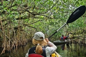 Trinidad: Kayaking In the Caroni Swamp.