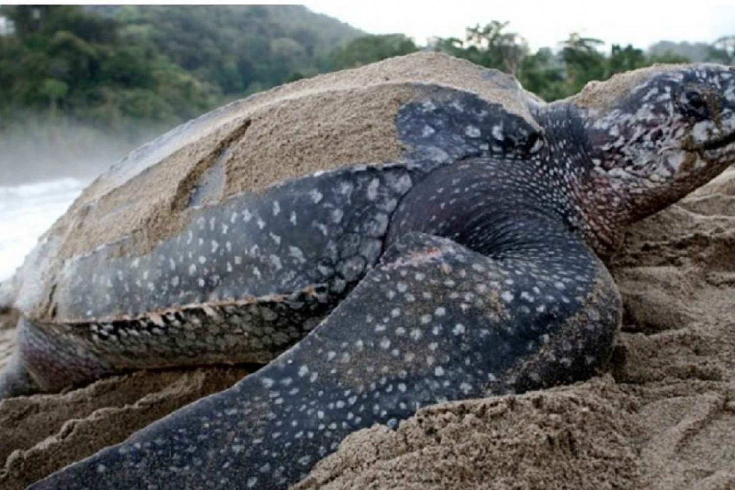 Trinidad: Maturas rejse på udkig efter skildpadder