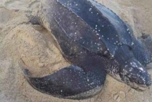 Trinidad: Maturas Reise zur Schildkrötenbeobachtung