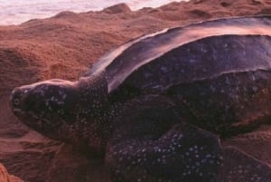 Trinidad: Maturas resa för att titta på sköldpaddor