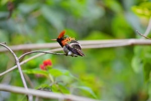 Trinidad: Upplevelsen av en kolibrifågel