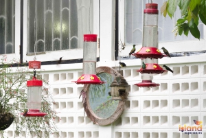 Trinidad: La experiencia del colibrí