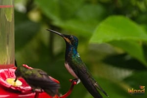 Trinidad: Upplevelsen av en kolibrifågel