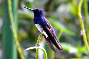 Trinidad & Tobago: Asa Wright Nature Centre & Bird Sanctuary