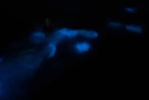 Aventure nocturne ULTIME en bioluminescence avec Brandon