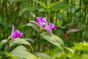 Yerette's Home Of The Hummingbirds Tour