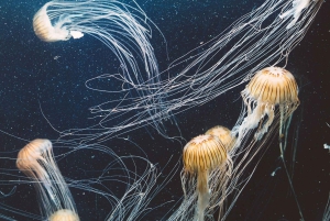 Aquarium & StanleyPark+20 Gem Spots+City/Vip Car+Small Group