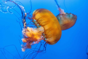 Aquarium & StanleyPark+20 Gem Spots+City/Vip Car+Small Group