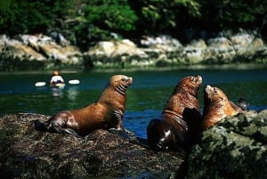 Guided Snorkeling Experience