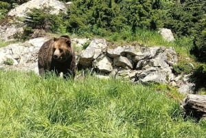 Capilano Br+Grouse Mtn+Dam+Lake&Hatcher/5in1/Kleine Gruppe/Auto