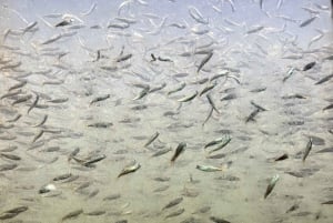 Capilano Br+Grouse Mtn+Dam+Lake&Hatcher/5in1/Kleine Gruppe/Auto