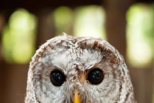 6 tunnin yksityinen kierros Vancouverissa ja Pohjois-Vancouverissa