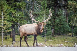 Banff: Explore Banff & Jasper National Parks (5-Days)