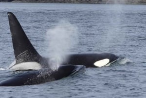 British Columbia: Whale Watching Eco-Adventure Tour