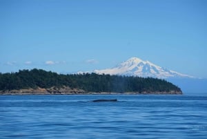 British Columbia: Whale Watching Eco-Adventure Tour